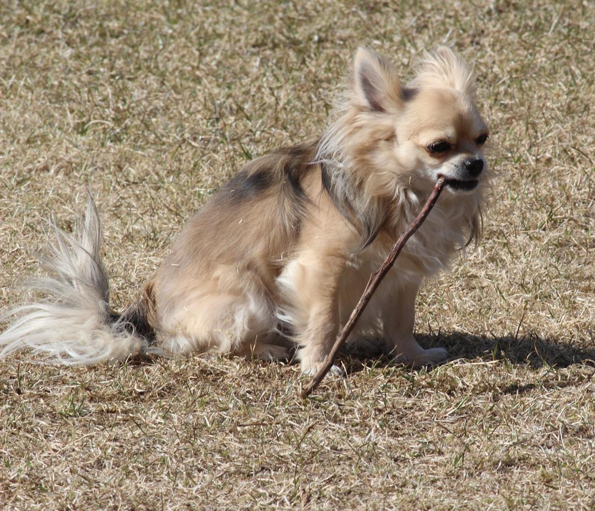 Chihuahua Arnold billede 16