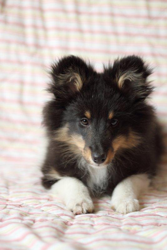 Shetland sheepdog Jessie billede 8