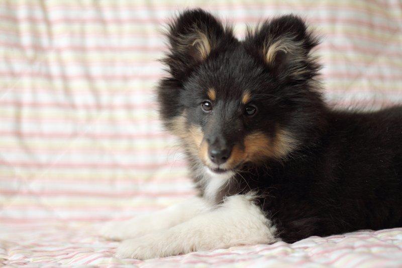 Shetland sheepdog Jessie billede 12
