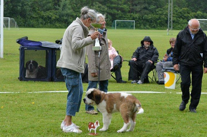Sankt bernhardshund Rabomba Anton - Rabomba Anton 3 måneder best baby Mørkøv 2011 billede 2