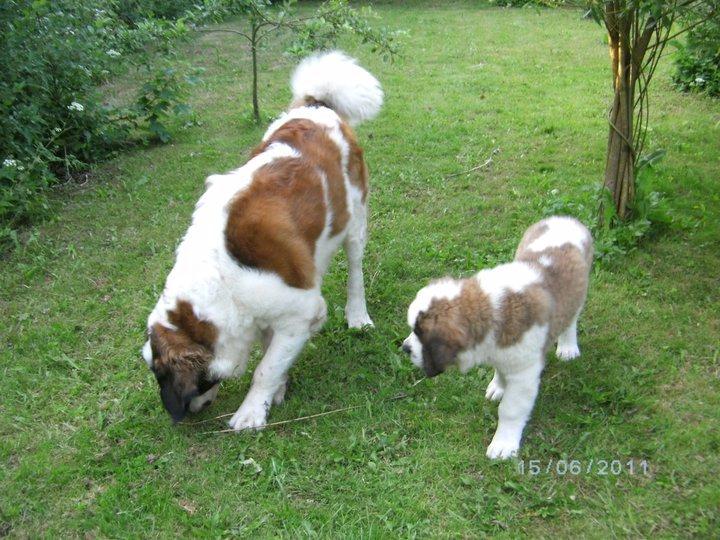 Sankt bernhardshund Rabomba Anton - Bullit and the copycat billede 3