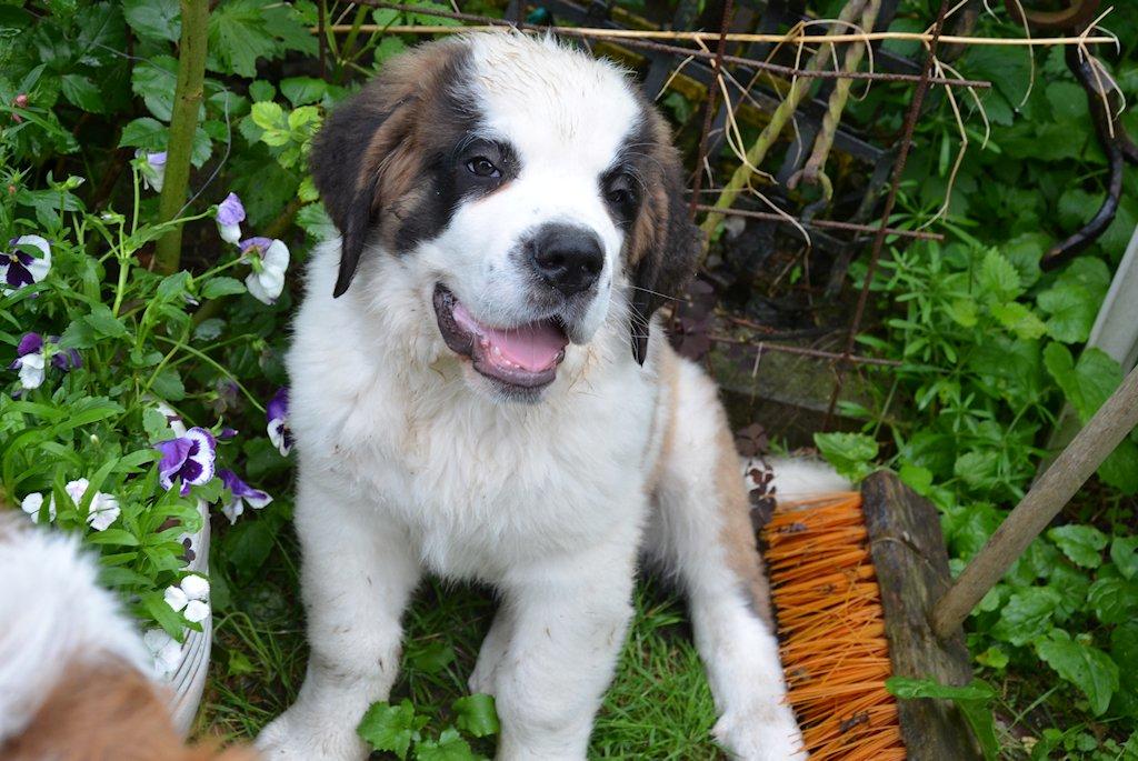 Sankt bernhardshund Rabomba Anton - Lille søde artige Anton billede 4