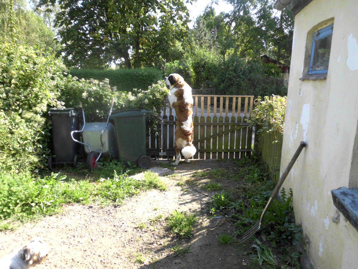 Sankt bernhardshund Rabomba Anton - Anton der bestemmer og styrer alt så langt øjet rækker billede 6