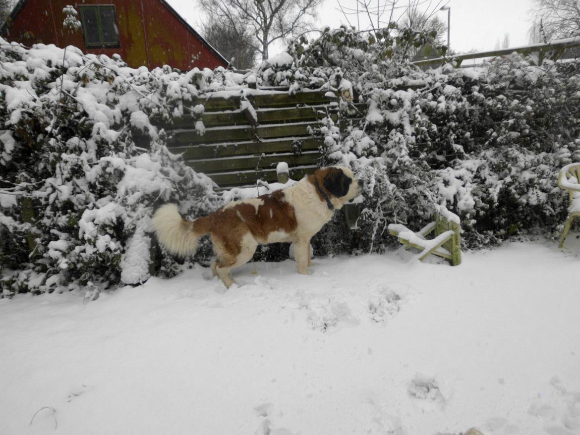 Sankt bernhardshund Rabomba Anton - This is what life is about. Painting snow yellow billede 7