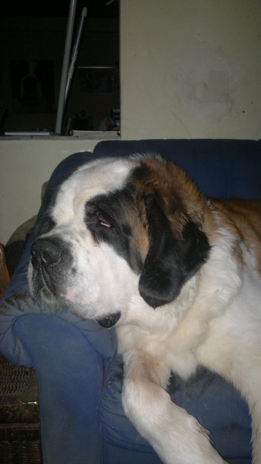 Sankt bernhardshund Rabomba Anton - Hvorfor jeg ligger her ??? fordi jeg kan. billede 8