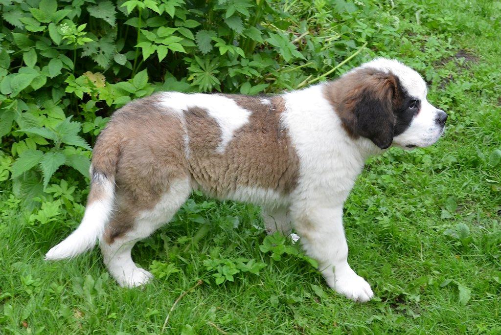 Sankt bernhardshund Rabomba Anton - Lille Anton billede 1