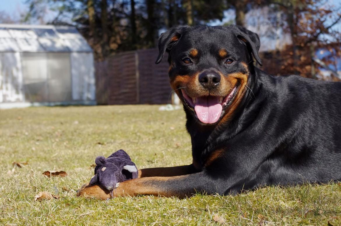 Rottweiler Vom Hause Kanku's Wictor. - 9. April 2013 billede 25