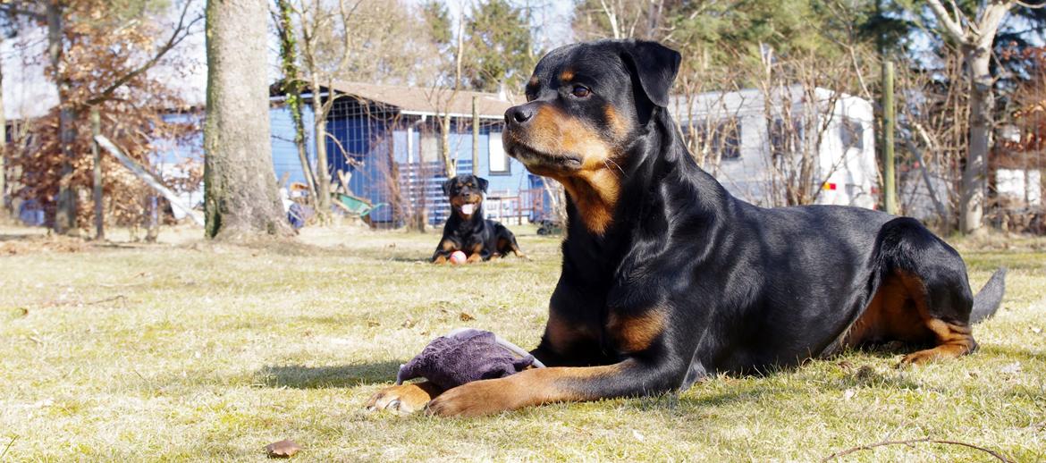 Rottweiler Vom Hause Kanku's Wictor. - 9. April 2013 billede 26