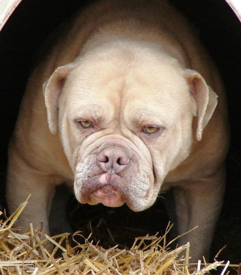 Olde english bulldogge Nunley's Jagular - Jagulars far, Nunley's Blondi billede 15