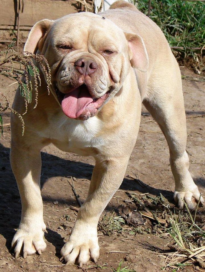 Olde english bulldogge Nunley's Jagular - Jagulars far, Nunley's Blondi billede 16