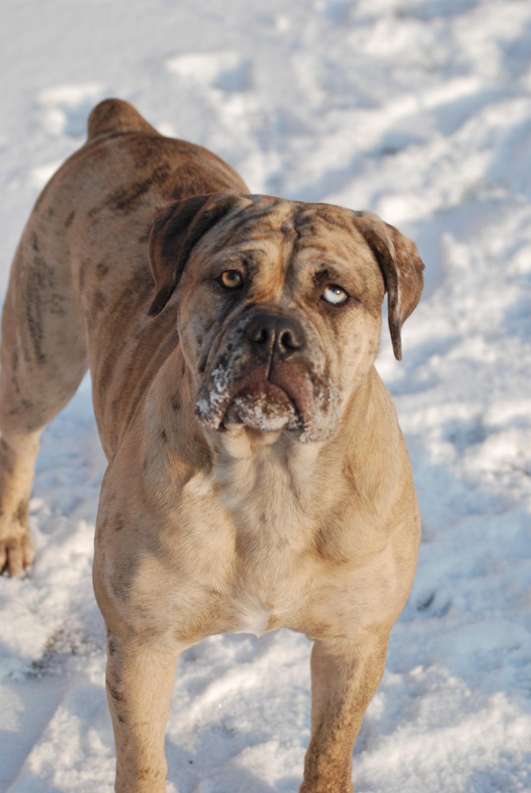 Olde english bulldogge Nunley's Jagular - Jaggen 11 mdr. billede 3