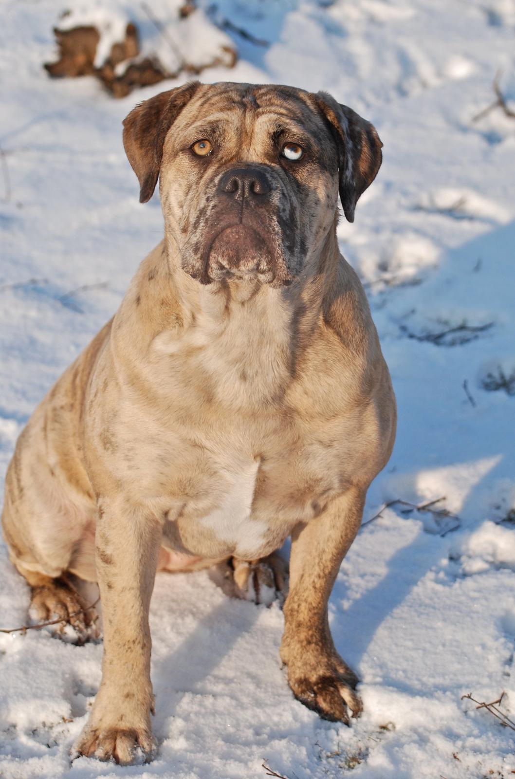 Olde english bulldogge Nunley's Jagular - 11 mdr. billede 2