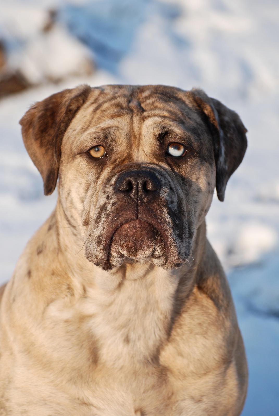 Olde english bulldogge Nunley's Jagular - Min smukke Jaguar 11 mdr. billede 1