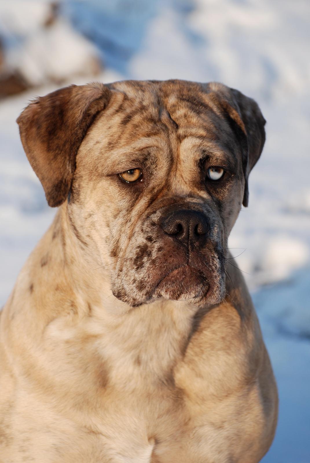 Olde english bulldogge Nunley's Jagular - 11 mdr. billede 4