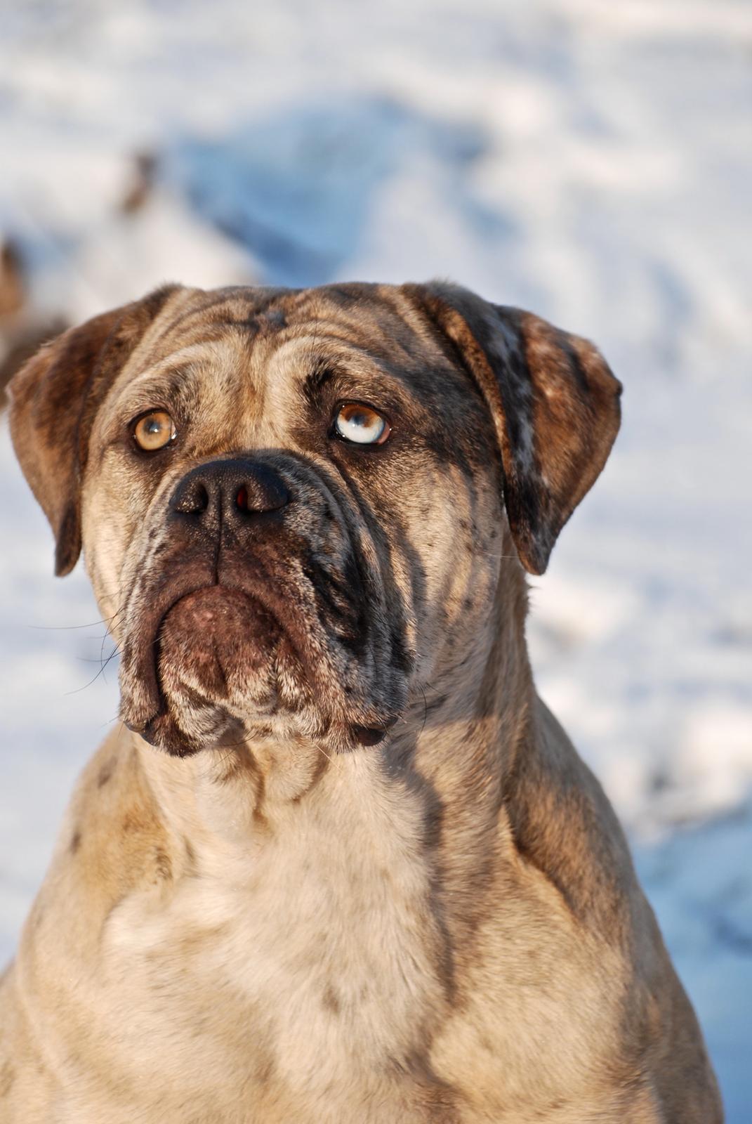 Olde english bulldogge Nunley's Jagular - 11 mdr. billede 5