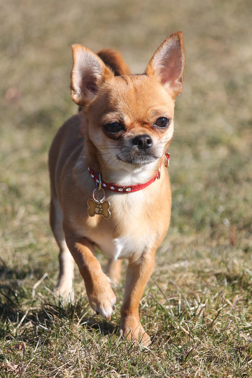 Chihuahua Chihuanas Flush of Hearts - Momo - 9/4 2013 billede 20