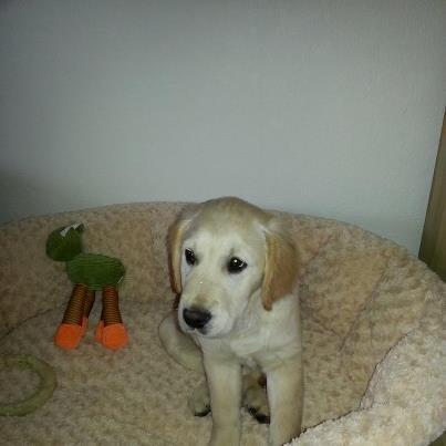 Golden retriever Frode billede 1