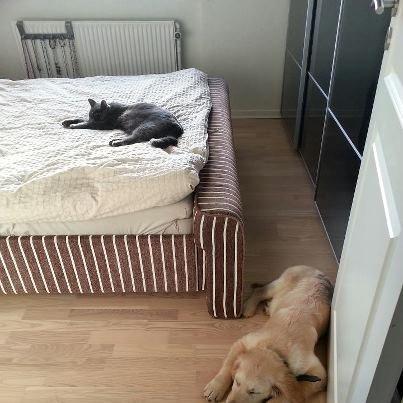 Golden retriever Frode billede 2