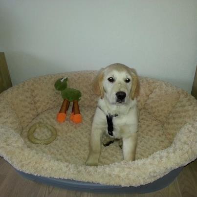 Golden retriever Frode billede 3