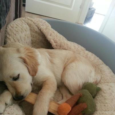 Golden retriever Frode billede 4