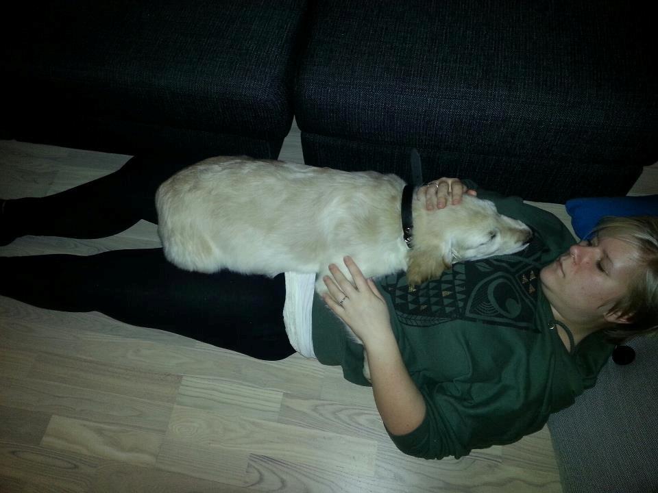 Golden retriever Frode billede 5