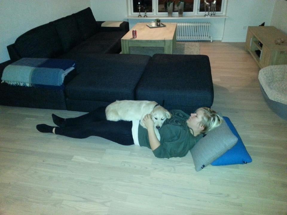 Golden retriever Frode billede 6