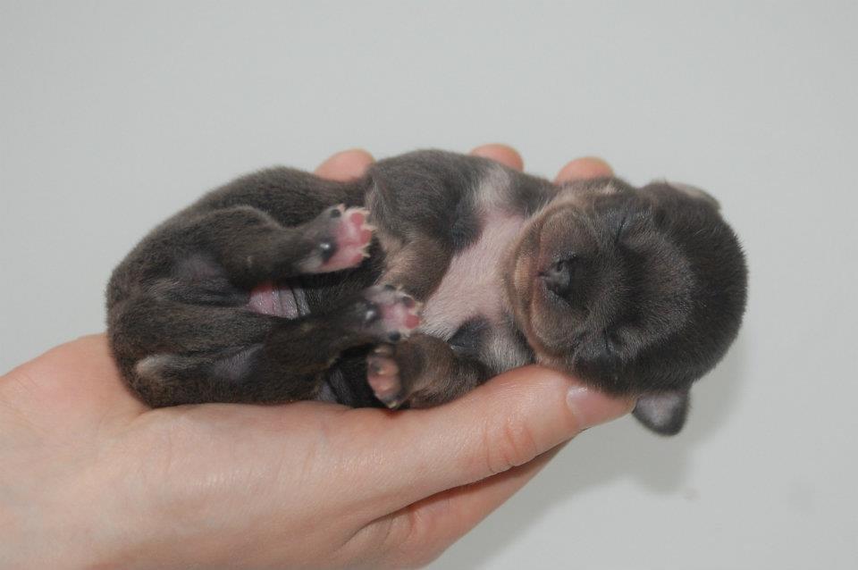 Chihuahua Chihuanas Blueberry Yum Yum - Evee - Evee-bebs <3 1 uge gammel Foto: Kennel Chihuana billede 41