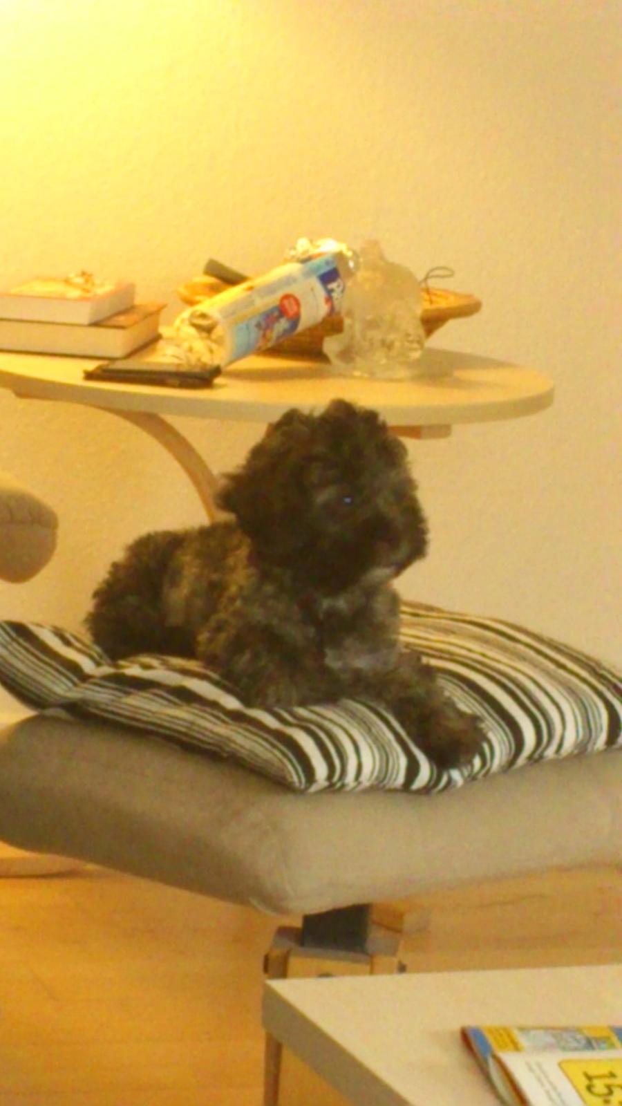 Blanding af racer Bruno - 12 uger billede 5