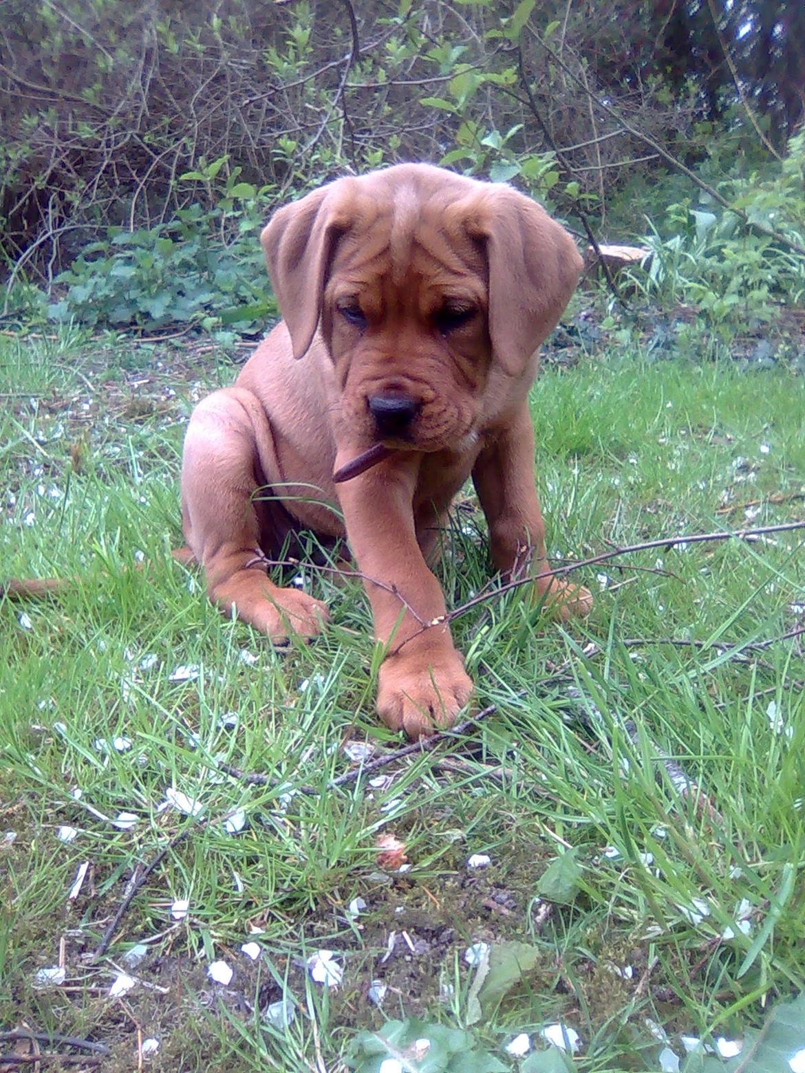 Broholmer shelby billede 1