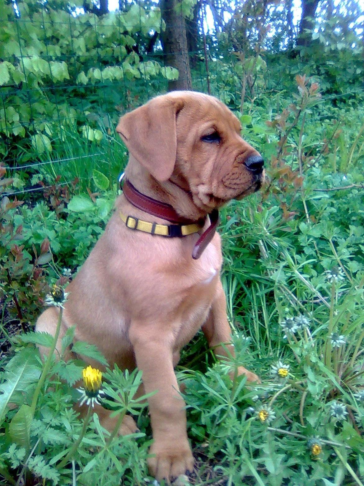 Broholmer shelby billede 2