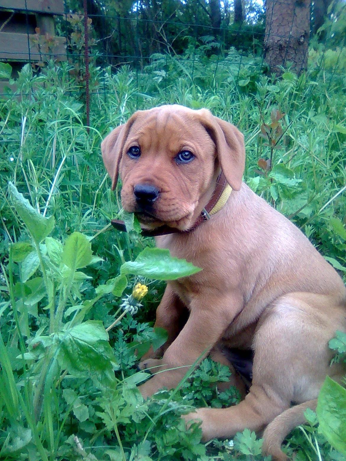 Broholmer shelby billede 3