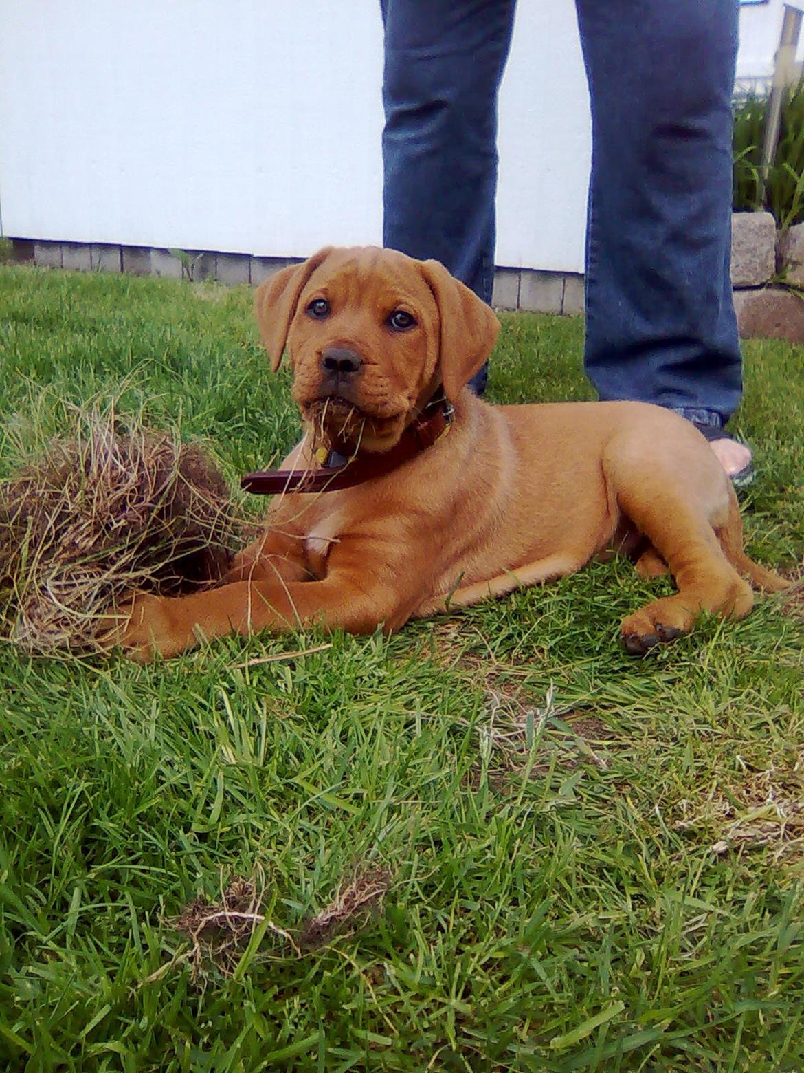 Broholmer shelby billede 4