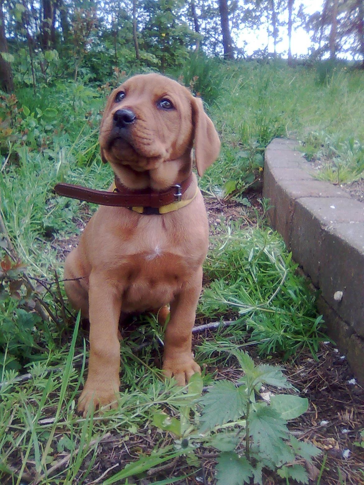 Broholmer shelby billede 5