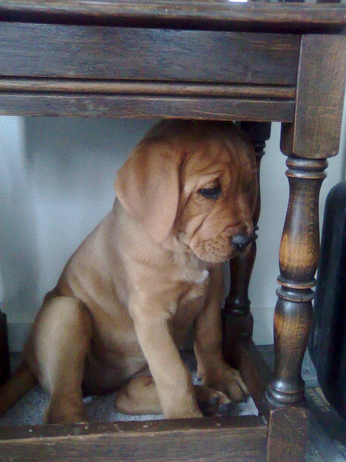 Broholmer shelby billede 6