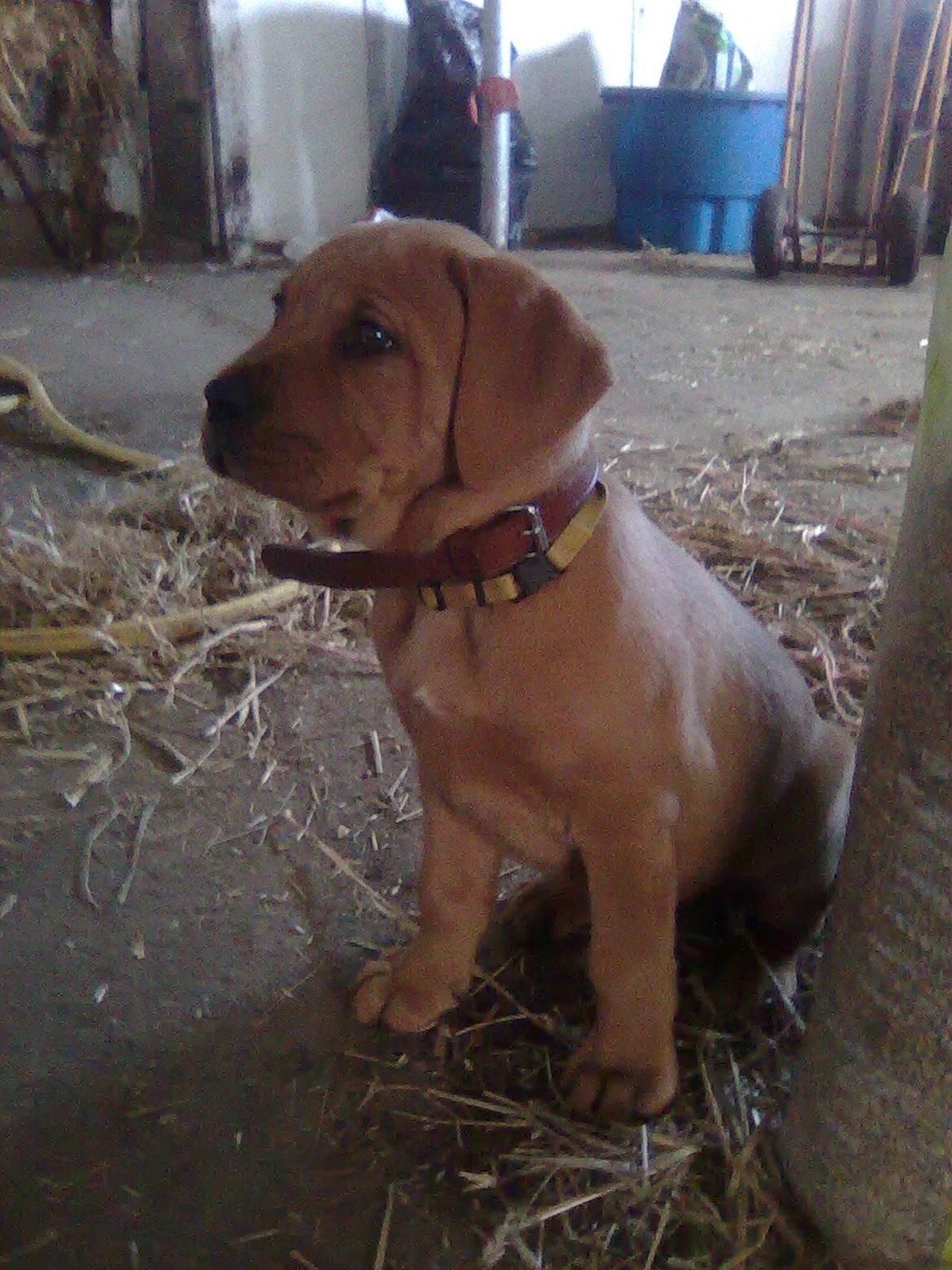 Broholmer shelby billede 8