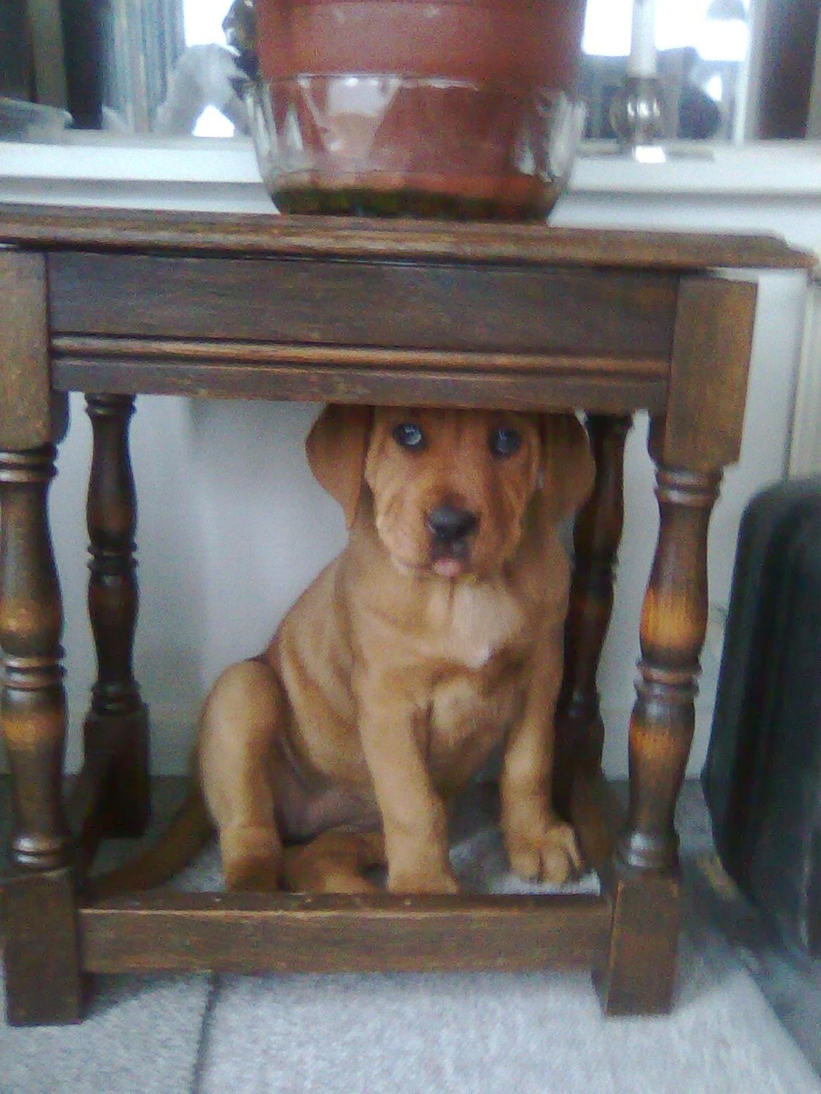 Broholmer shelby billede 9