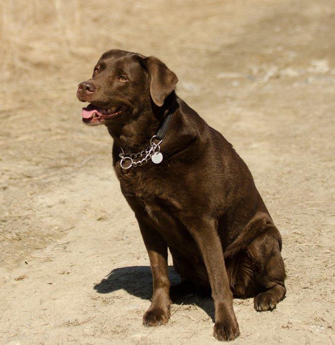 Labrador retriever Luna - 1. april 2013 billede 16