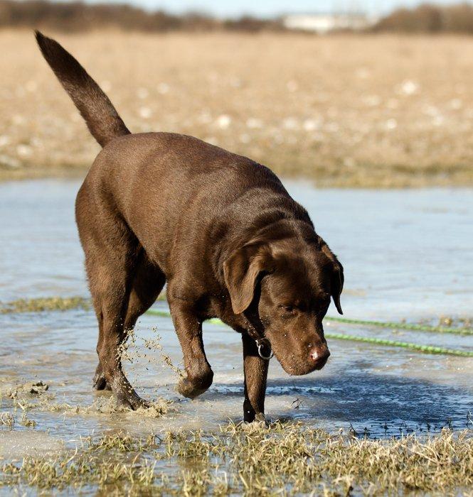 Labrador retriever Luna - 1. april 2013 billede 17