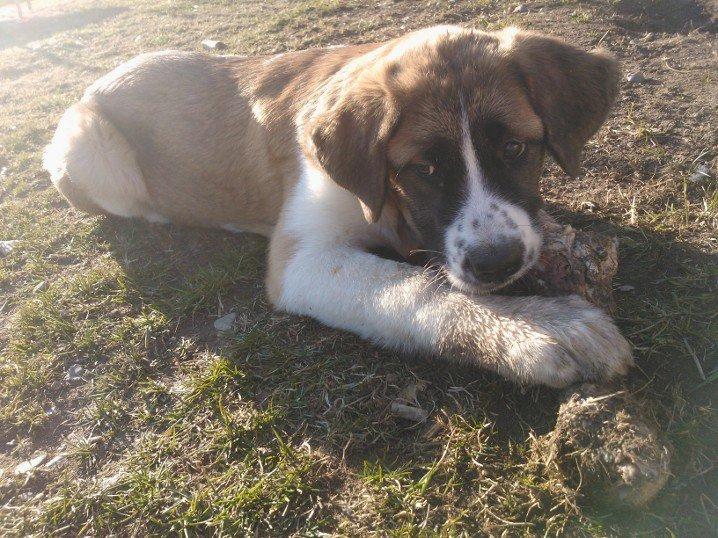 Blanding af racer Filippa. billede 9