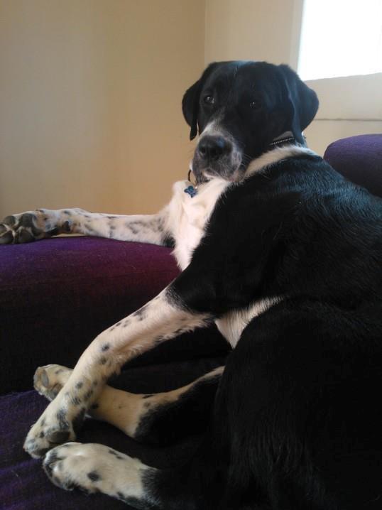 Blanding af racer Futte billede 2