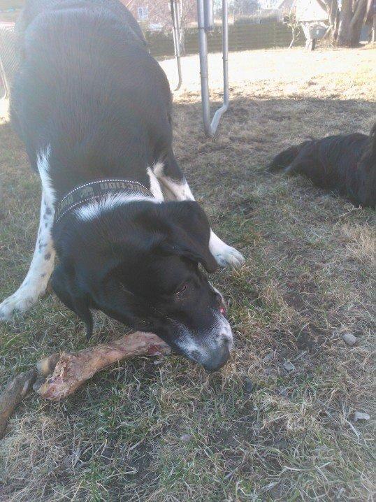 Blanding af racer Futte billede 13