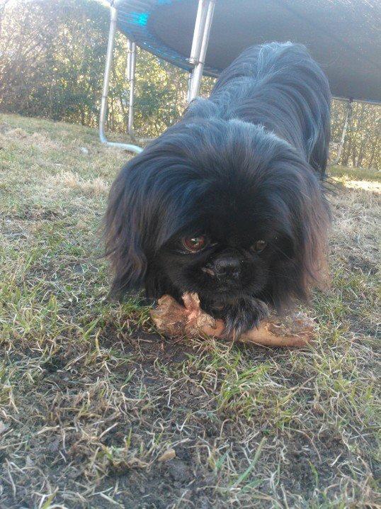Pekingeser Balou billede 1