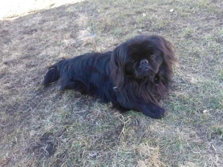 Pekingeser Balou billede 4