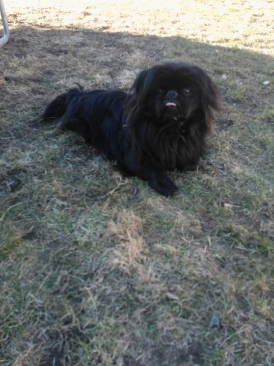Pekingeser Balou billede 2