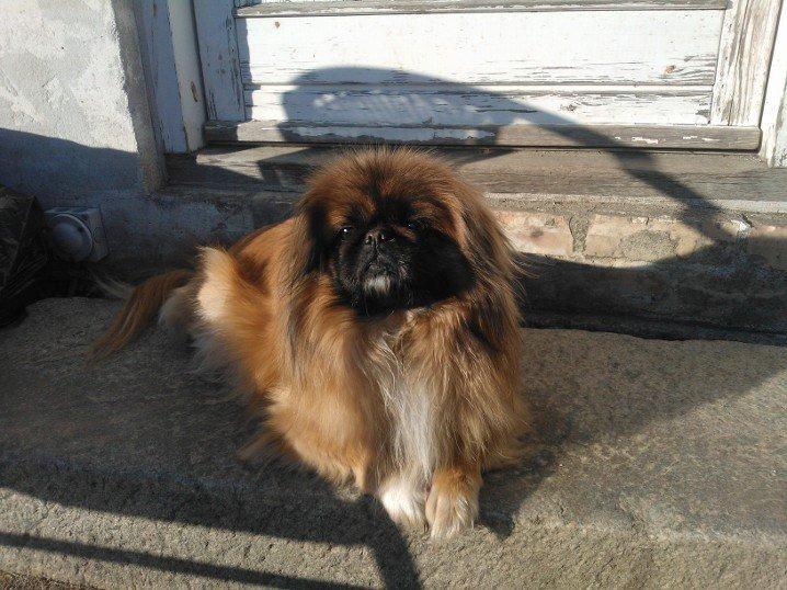 Pekingeser Tothi billede 1