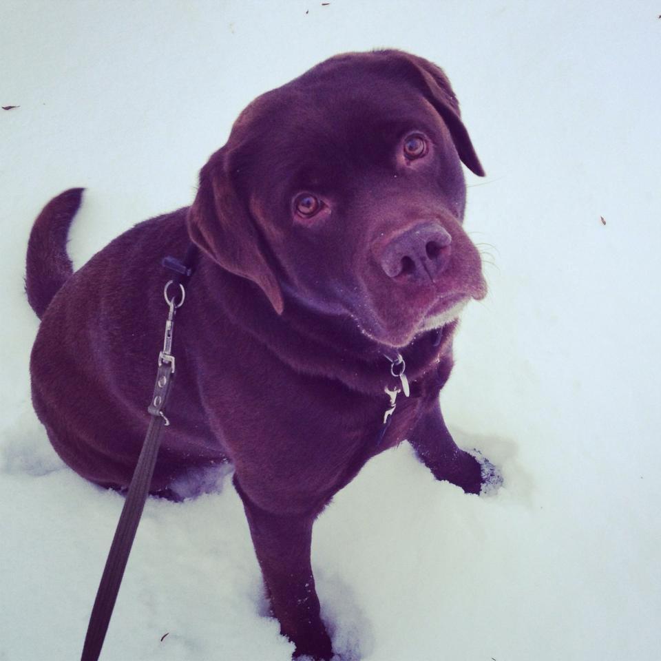 Labrador retriever Bailey - Se hvor fin jeg er her i sneen:-) billede 2