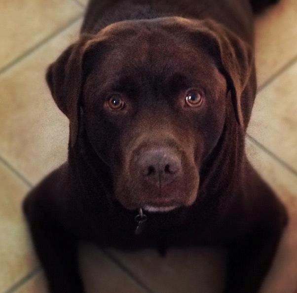 Labrador retriever Bailey - Bailey er meget smuk:-) billede 3