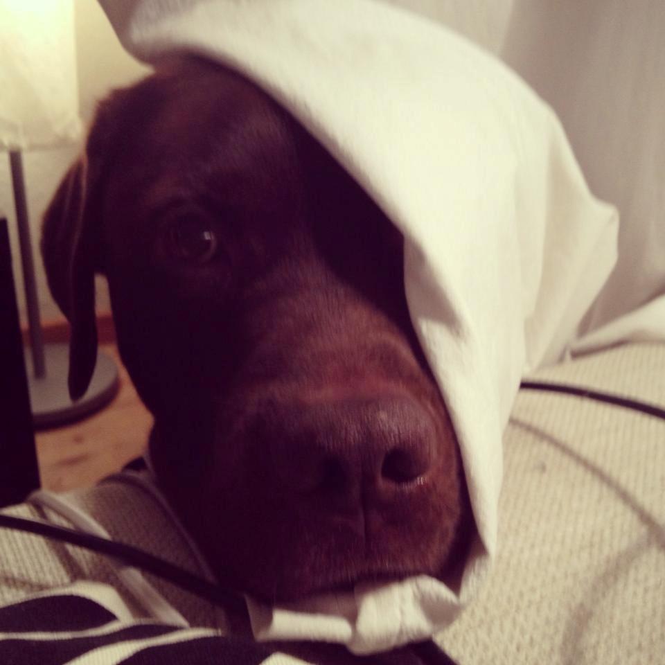 Labrador retriever Bailey - Jeg leger lige halvt spøgelse, buuh! Er jeg ikke farlig? billede 4
