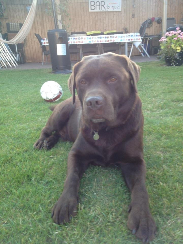 Labrador retriever Bailey - Skygge er rart når det er så varmt! billede 5