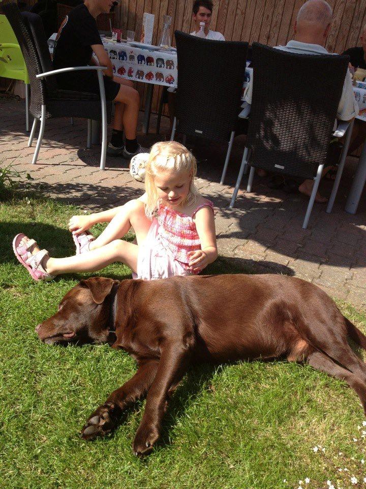 Labrador retriever Bailey - Min kusine og Bailey:-) billede 6